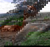 Morella Farm Stay - Northern Rivers Accommodation