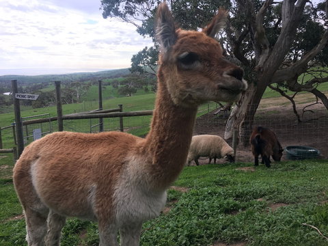 Morella Farm Stay - Northern Rivers Accommodation 0