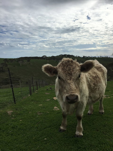 Morella Farm Stay - Northern Rivers Accommodation 1