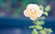 Bed Of Roses - thumb 5