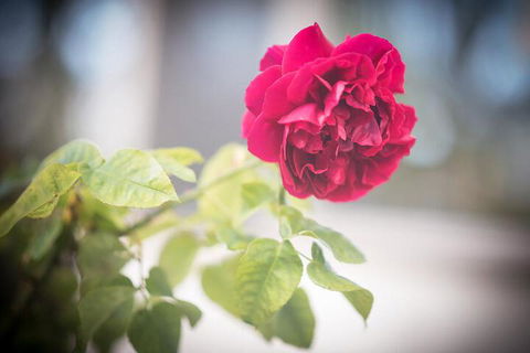 Bed Of Roses - Northern Rivers Accommodation 6