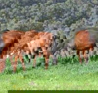 Hill Top Country Guest House - Northern Rivers Accommodation