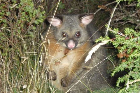 Forest Walks Lodge - Northern Rivers Accommodation 6