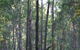 Bungadoo Country Cottage - thumb 7