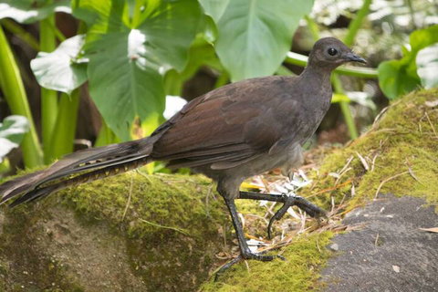 Myers Creek Cascades Luxury Cottages - Northern Rivers Accommodation 4