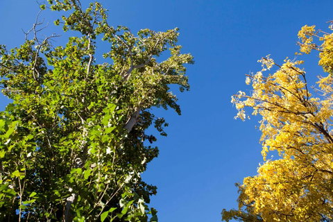 Strayleaves Caravan Park - Northern Rivers Accommodation 4