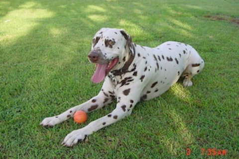 Tropical Coast Retreat - Northern Rivers Accommodation 3