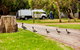 Kennett River Family Caravan Park - thumb 5