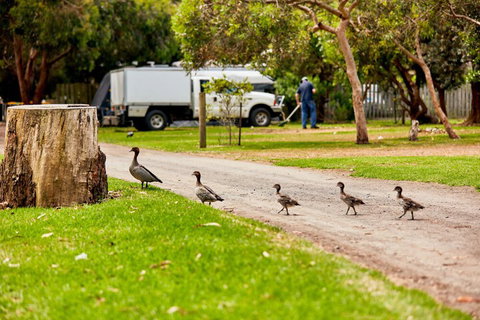 Kennett River Family Caravan Park - Northern Rivers Accommodation 5