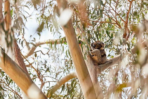 Kennett River Family Caravan Park - Northern Rivers Accommodation 6