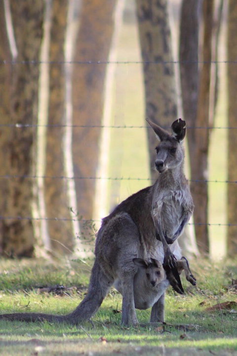 Bella Wind Bed & Breakfast - Northern Rivers Accommodation 0