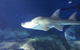 Spacious Seaviews - thumb 5