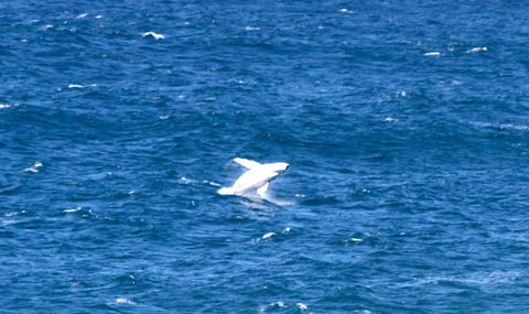 Sea Whispers - Northern Rivers Accommodation 3
