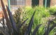 Mulwala Paradise Palms Motel - thumb 3