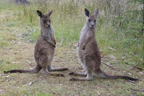 Base Camp Tasmania - Northern Rivers Accommodation 2