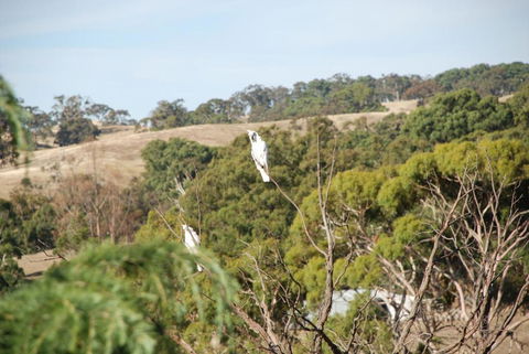 Mancuso Country Cottage Retreat - Northern Rivers Accommodation 6