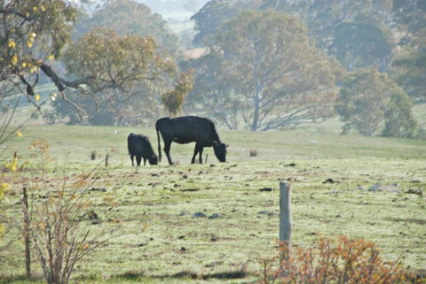 Mancuso Country Cottage Retreat - Northern Rivers Accommodation 5