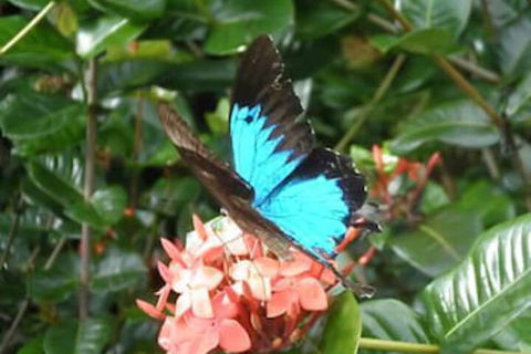 Cairns Crystal Cascades Holiday Park - Northern Rivers Accommodation 4
