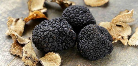 Lord Cardigan - Northern Rivers Accommodation 0