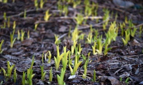 Lord Cardigan - Northern Rivers Accommodation 2