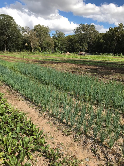 Thai Tamarind - Northern Rivers Accommodation 6