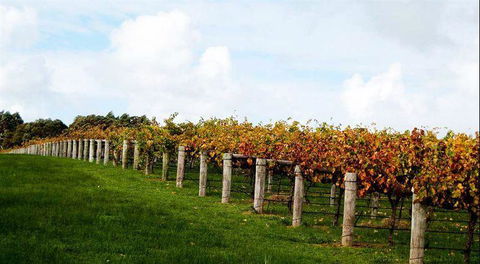 Arimia Restaurant And Winery - Northern Rivers Accommodation 10