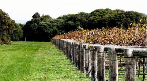 Arimia Restaurant And Winery - Northern Rivers Accommodation 5
