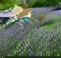 Lavandula Swiss Italian Farm - Northern Rivers Accommodation
