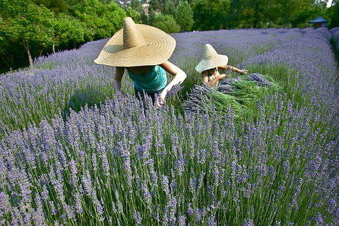 Lavandula Swiss Italian Farm - Northern Rivers Accommodation 0
