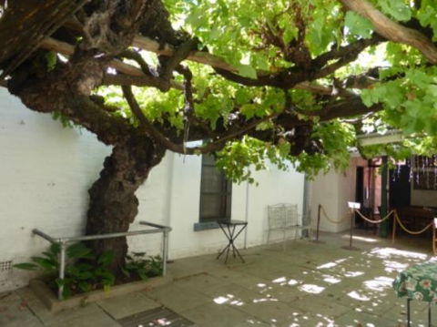 The Vine - Northern Rivers Accommodation 0