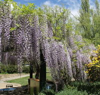 Gods Cafe  Bar - Northern Rivers Accommodation