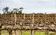 The Blok Coonawarra - thumb 1