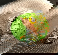 Fireplace - Northern Rivers Accommodation