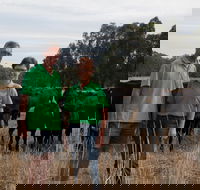 Milawa Organic Beef - Northern Rivers Accommodation