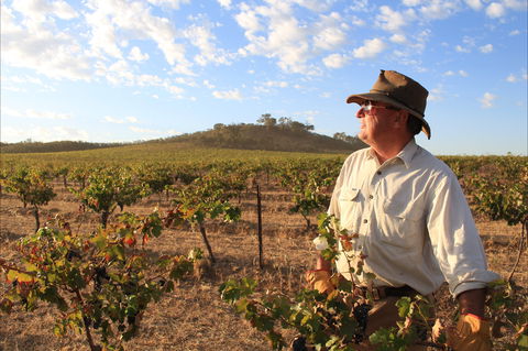 Sally's Paddock At Redbank Winery - Northern Rivers Accommodation 2