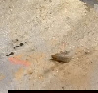 Gino's Pizza - Northern Rivers Accommodation