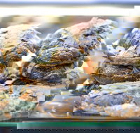 Piccolo Espresso - Northern Rivers Accommodation