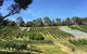 Cherrytime Orchard - thumb 0