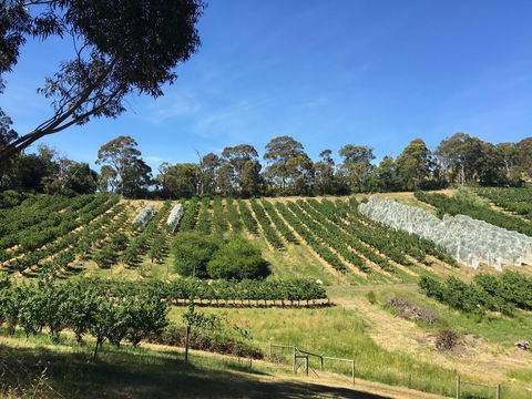 Cherrytime Orchard - Northern Rivers Accommodation 0