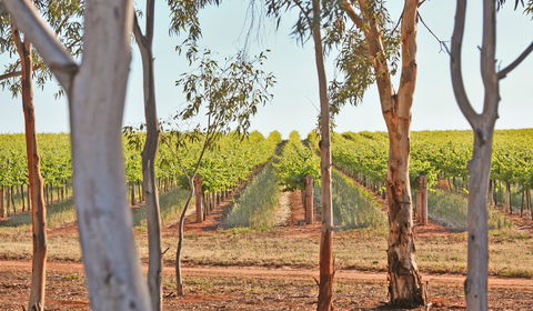 Trentham Estate Winery - Northern Rivers Accommodation 1