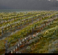 Cape Grace Wines - Northern Rivers Accommodation