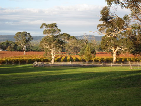 Top Note Vineyard - Northern Rivers Accommodation 1