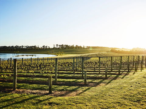 Wine Terrace And Cellar Door At Pt Leo Estate - Northern Rivers Accommodation 0