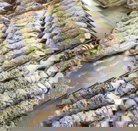 Il Pasticcino - Northern Rivers Accommodation