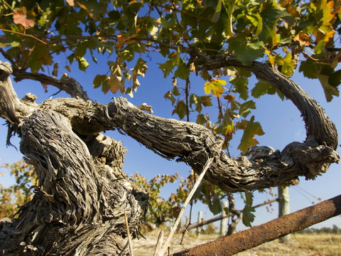 Jones Winery & Vineyard - Northern Rivers Accommodation 2