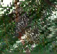 Wild Life Hamilton Island - Northern Rivers Accommodation