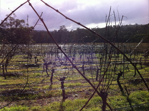 Darlington Vineyard - Northern Rivers Accommodation 0