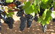 Waybourne Winery - thumb 0