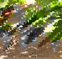 Waybourne Winery - Northern Rivers Accommodation