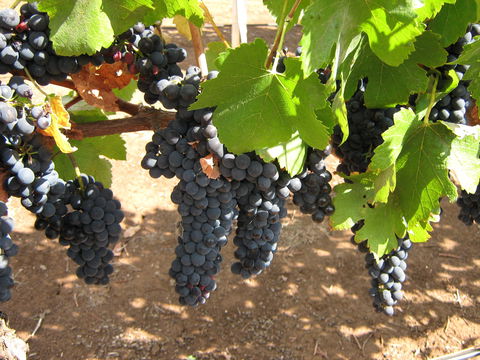 Waybourne Winery - Northern Rivers Accommodation 0